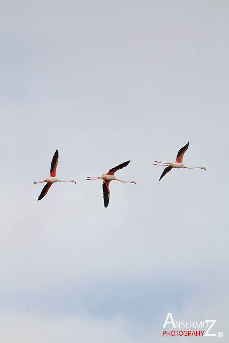 Salins frontignan 060