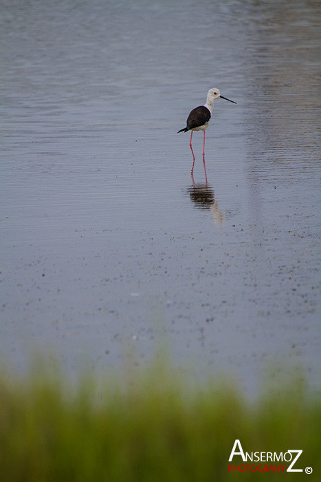 Salins frontignan 098