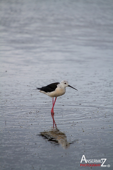 Salins frontignan 115