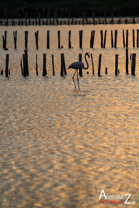 Salins frontignan 347 Salins frontignan 347