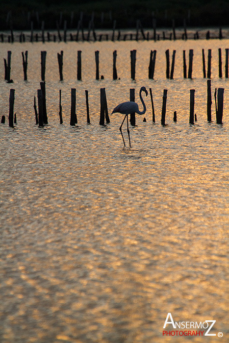 Salins frontignan 347