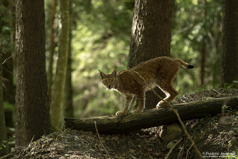 Incredible encounter with a Lynx in Switzerland