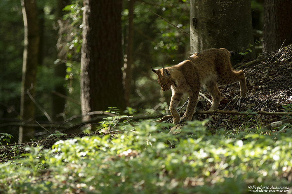 Photos à proximité du lynx en pleine nature Suisse