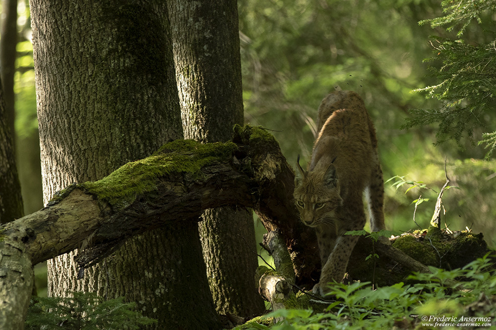 The Lynx in Europe, another species to protect