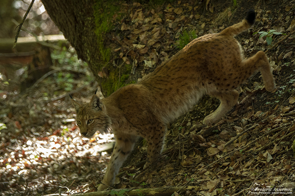 Lynx en chasse dans les bois