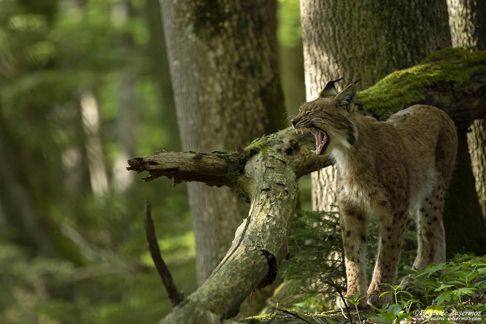 Lynx yawning in the Wild