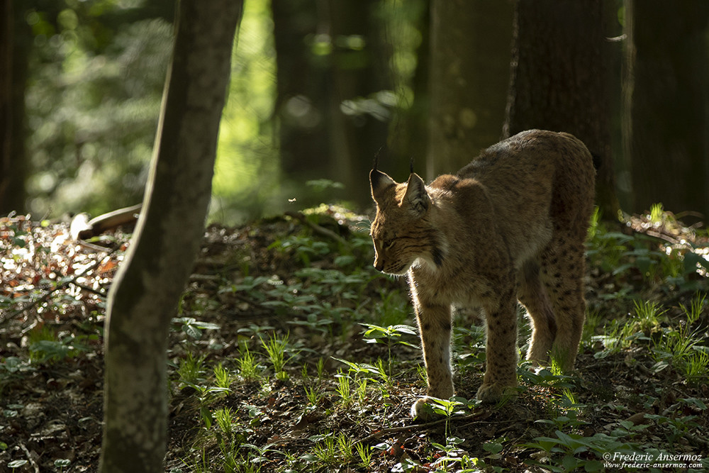 Photographie animalière avec les gros chats, lynx dans les Alpes