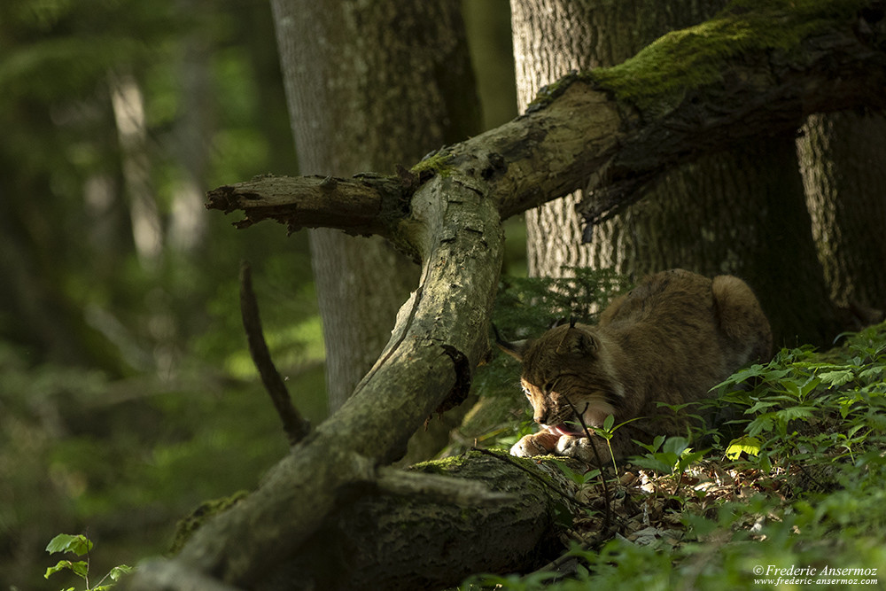 We have to protect the Eurasian Lynx in Switzerland