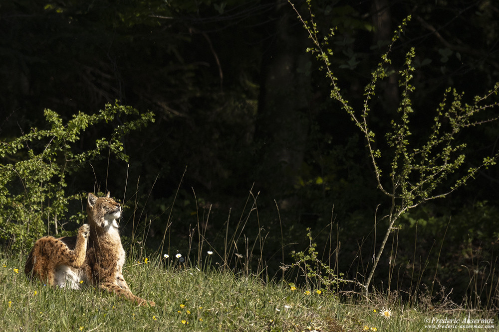 Lynx posing under the Sun