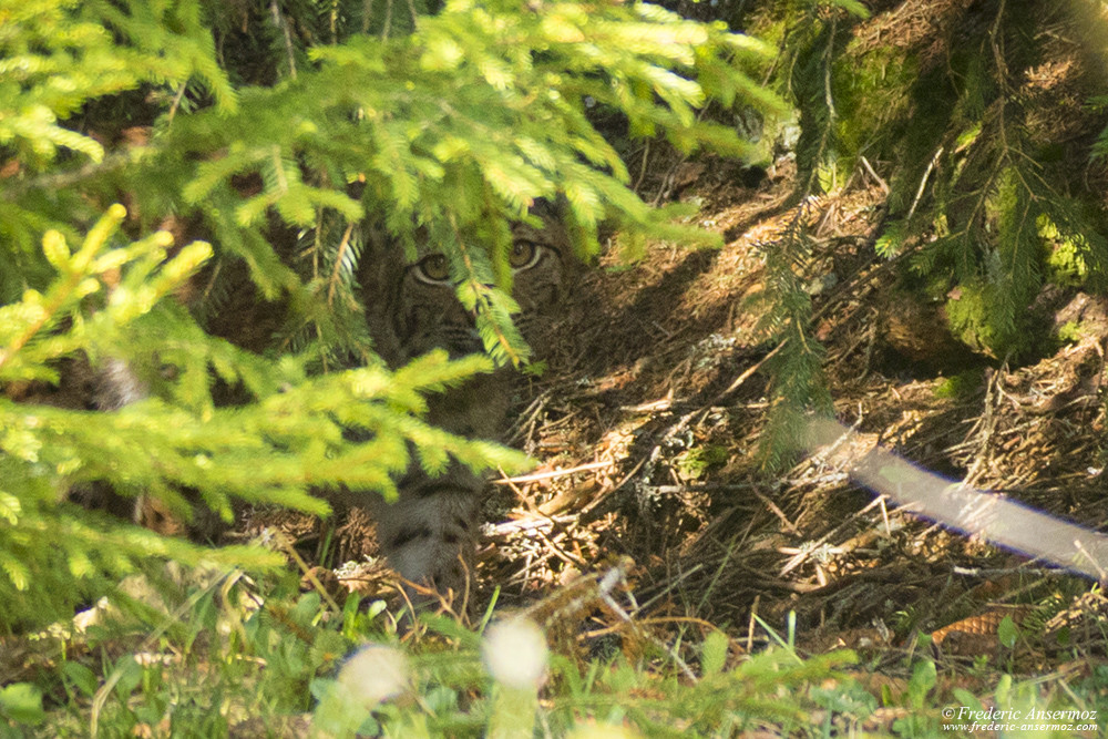 Encounter with the swiss lynx in the forest