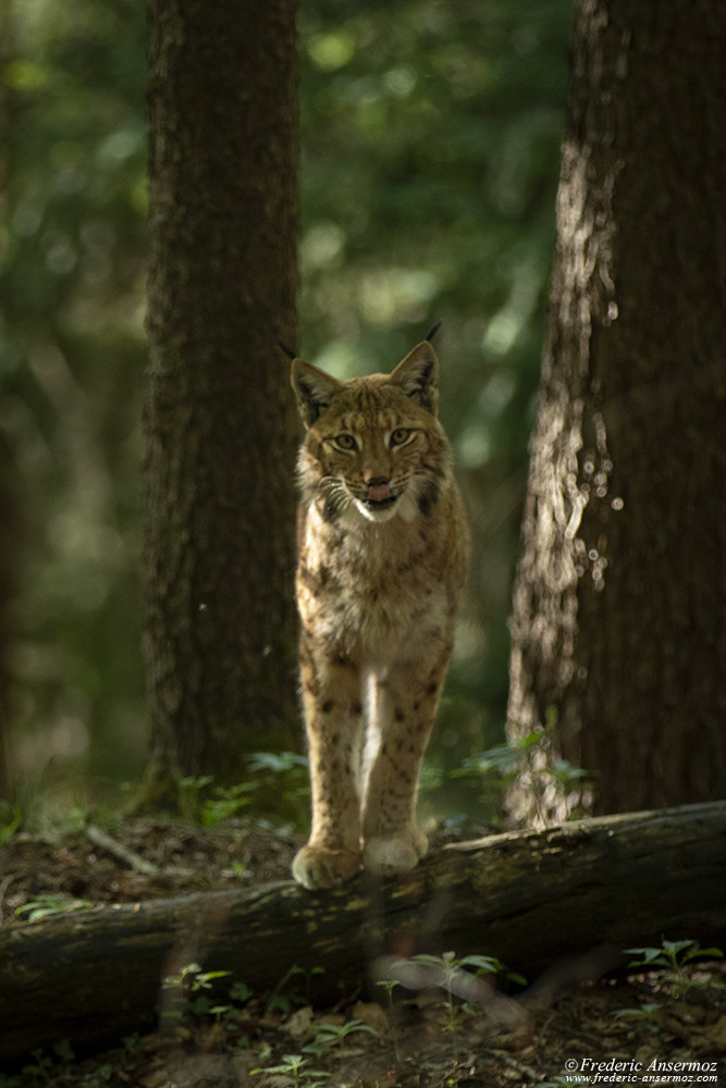 Face à face avec le lynx dans les bois