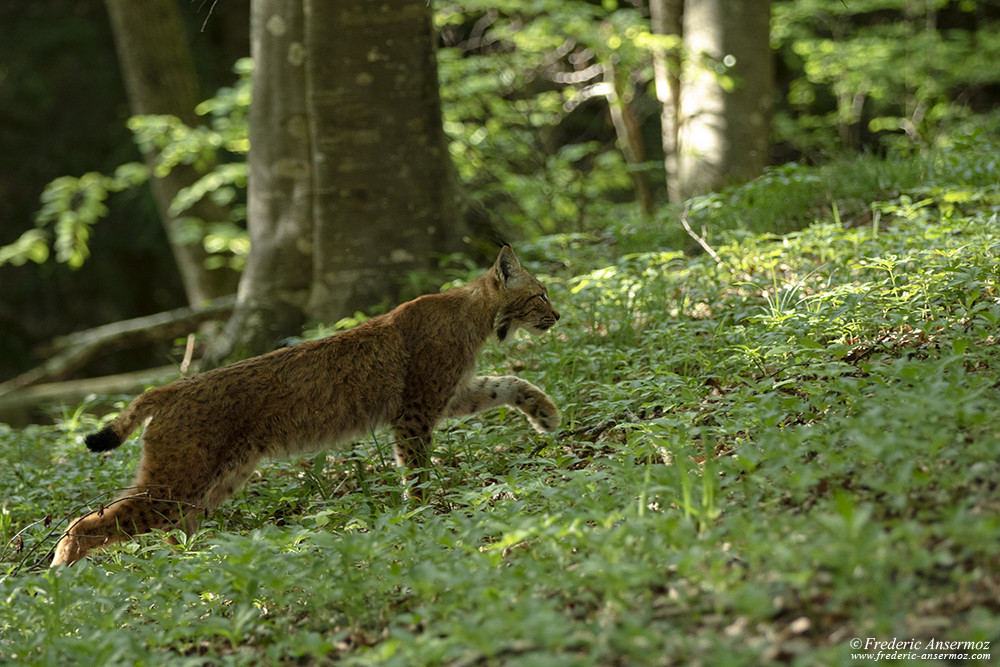 Wildlife photography, looking for the lynx