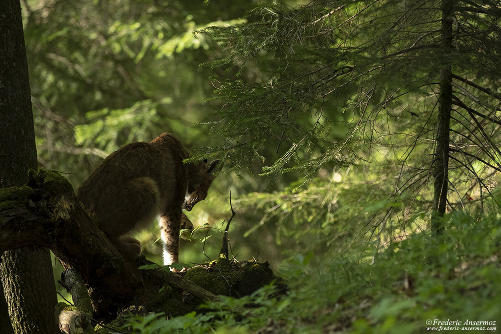 Lynx dans la nature, photographier sans déranger