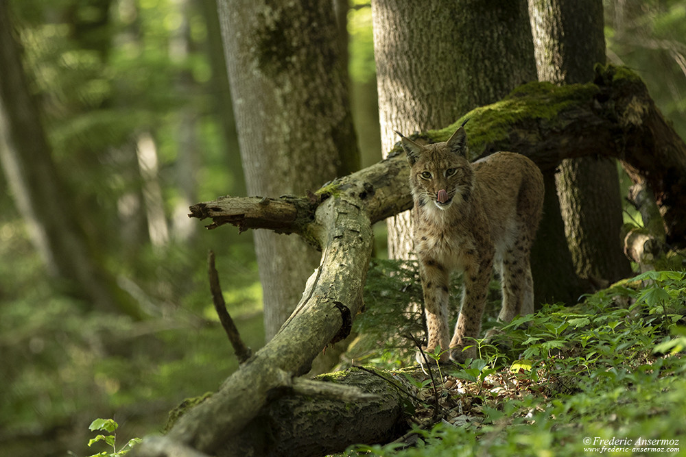 Lynx facing camera, wildlife photography