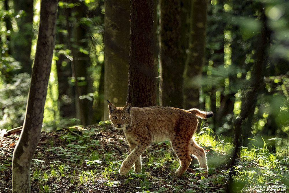 Incredible moment, photographing the lynx in its environment