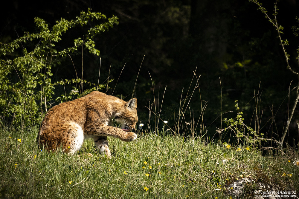 Lynx licking its paws