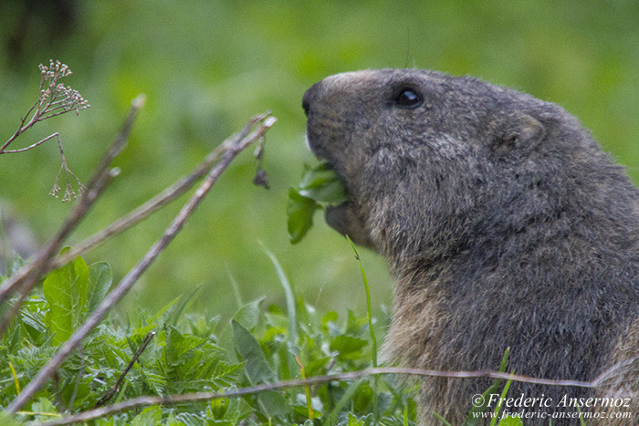 Marmot eating