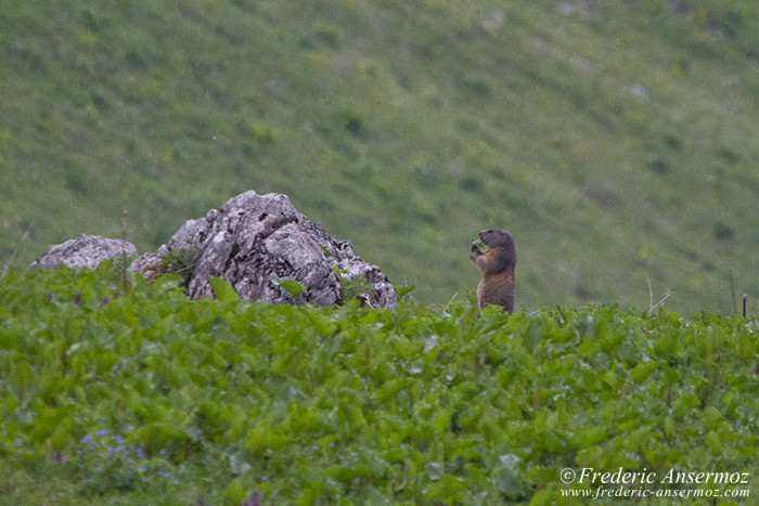 Marmotte mange