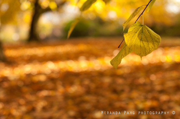 Miranda pan photography autumn