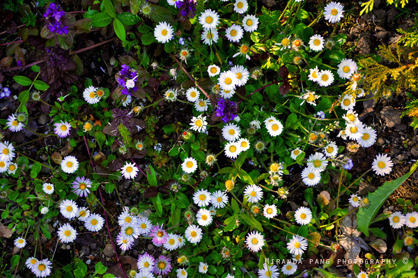 Miranda pang photograhy daisies