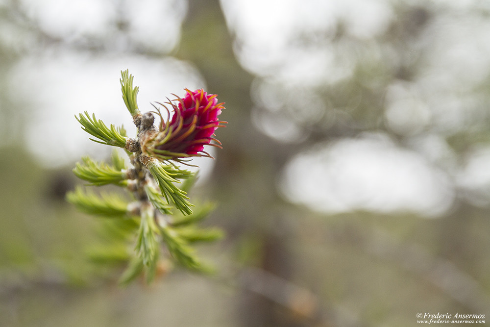 Fleur de melèze (cône), Flore alpine