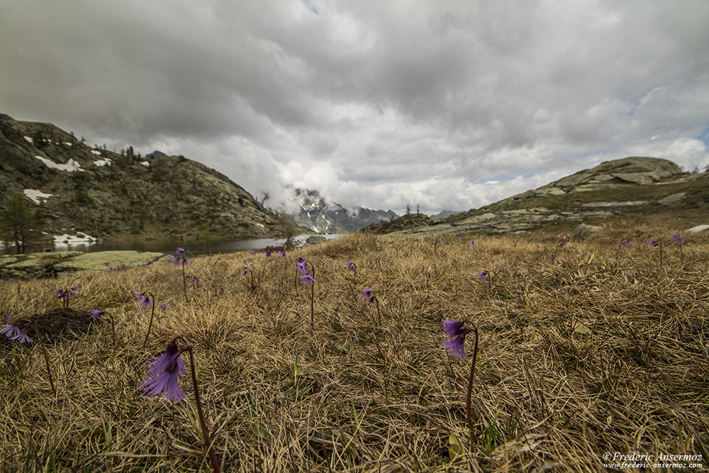 Fleurs sauvages dans les montagnes, Mont Avic