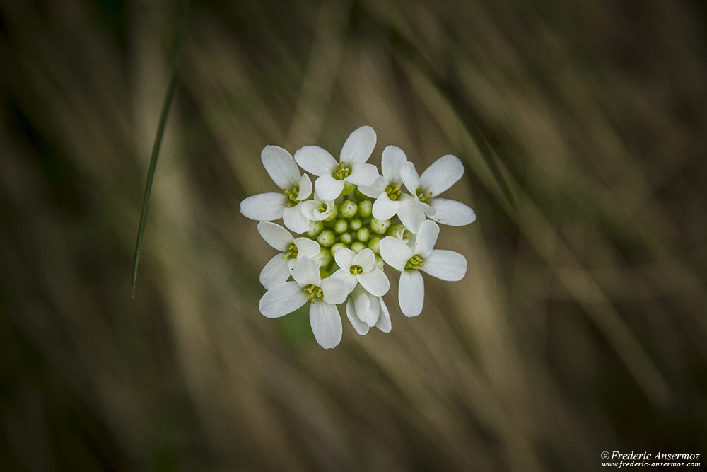 Fleur blanche des Alpes avec 4 pétales, hutchinsie des Alpes (Hornungia alpina ?)
