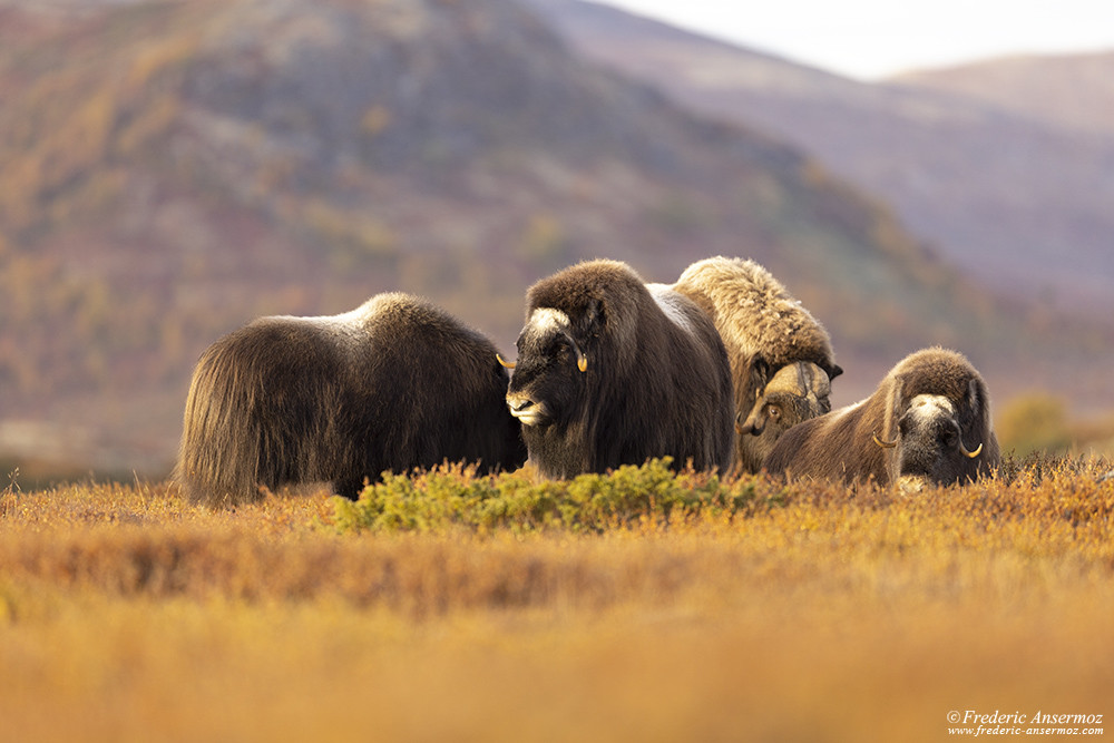 Group of musk oxen in the Dovrefjell-Sunndalsfjella National Park