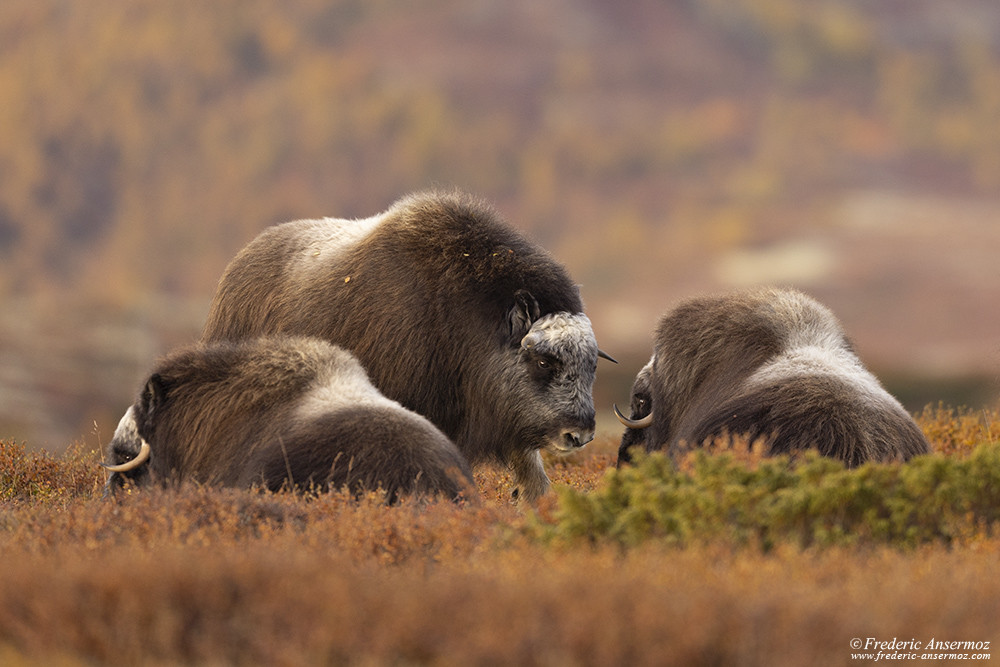 Small group of musk oxen near E6 road