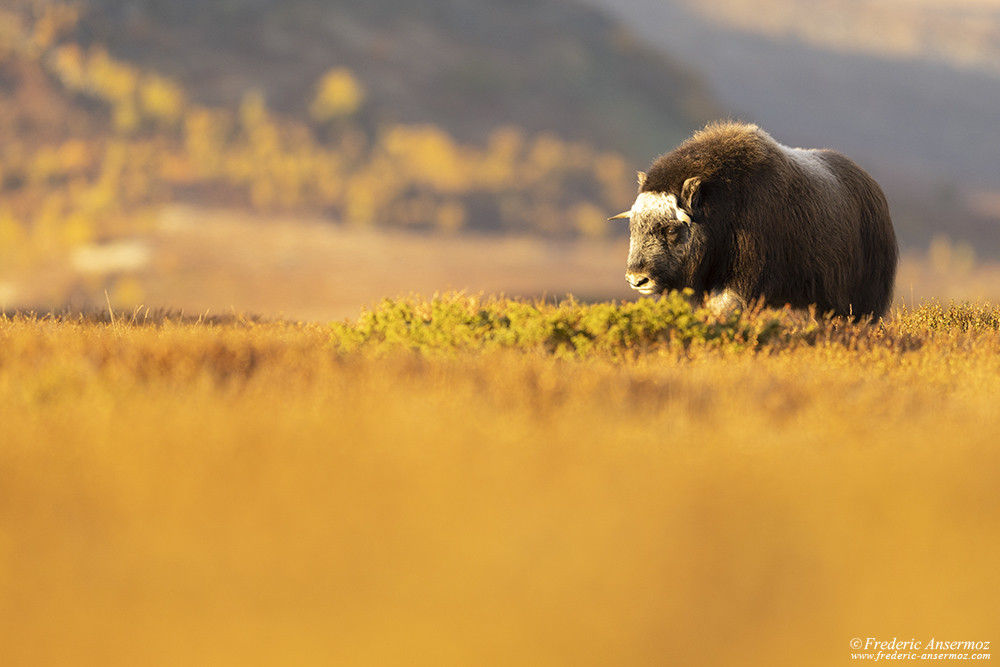 Jeune bœuf musqué de bon matin au Dovrefjell