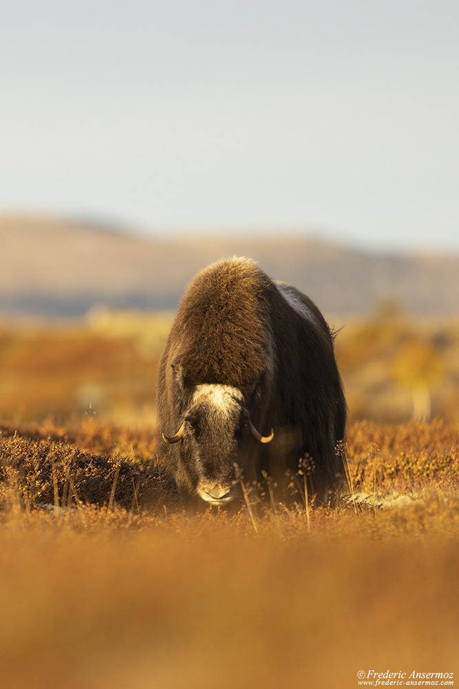 Musk ox cow at sunrise