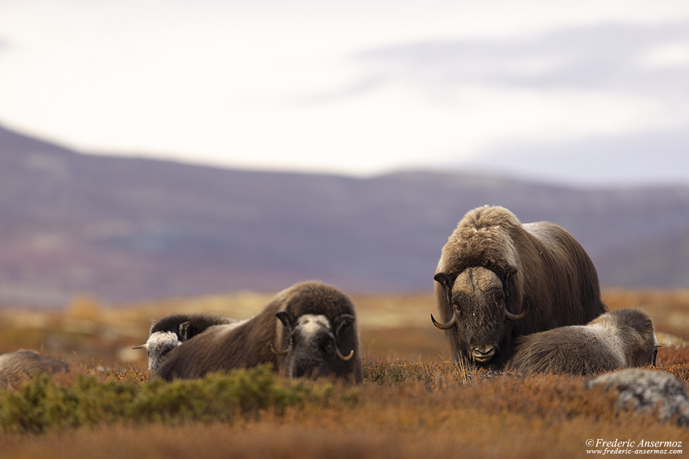 Musk oxen in Dovrefjell in Norway