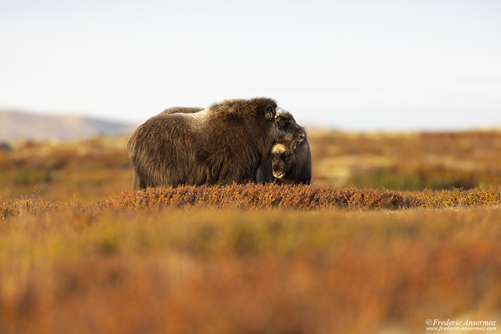 Photographier les bœufs musqués au Dovrefjell est une expérience incroyable