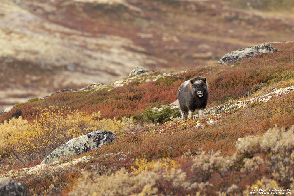 Jeune bœuf musqué dans les vastes étendues du parc de Dovrefjell