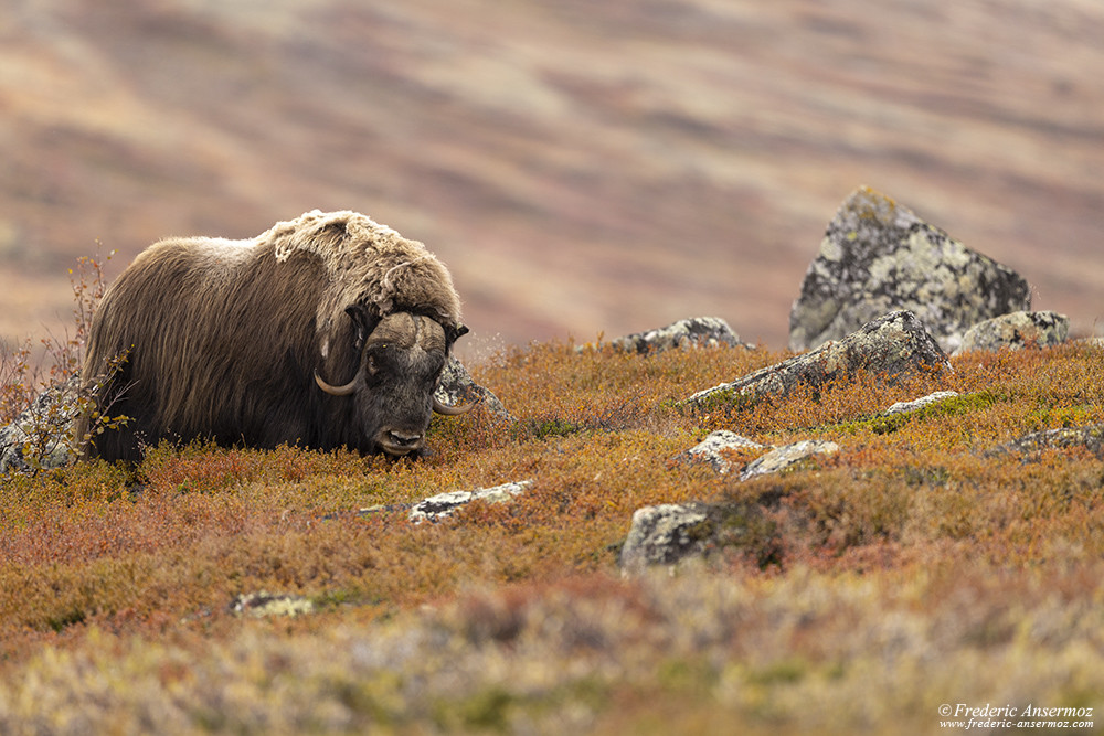 Big musk ox bull wandering in Dovrefjell