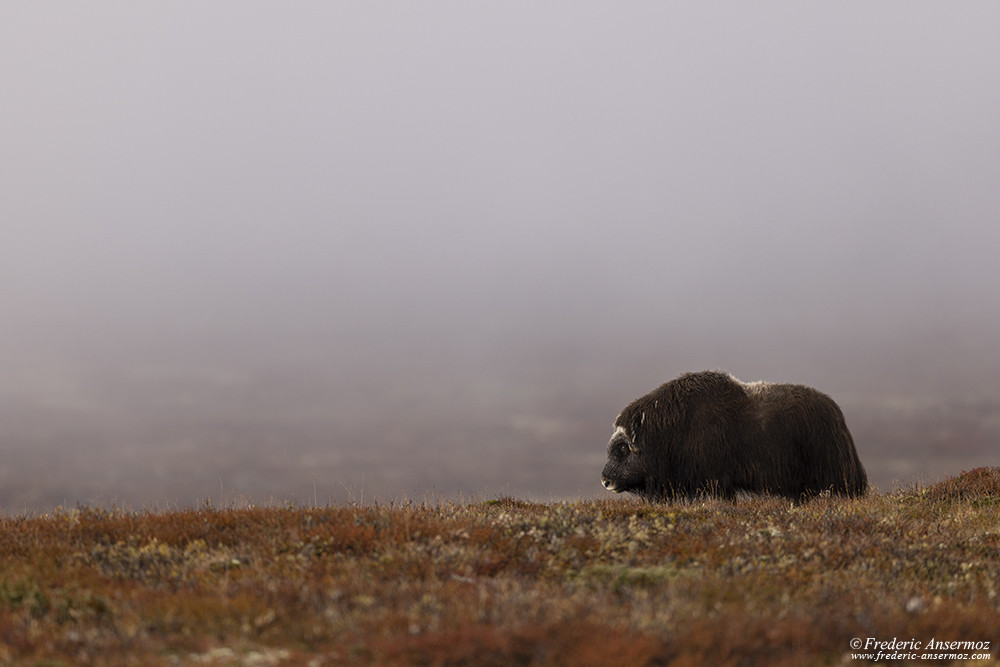 Bœuf musqué dans la brume