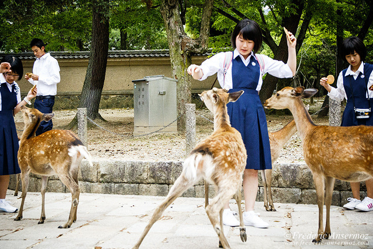 Nara todaiji temple 03