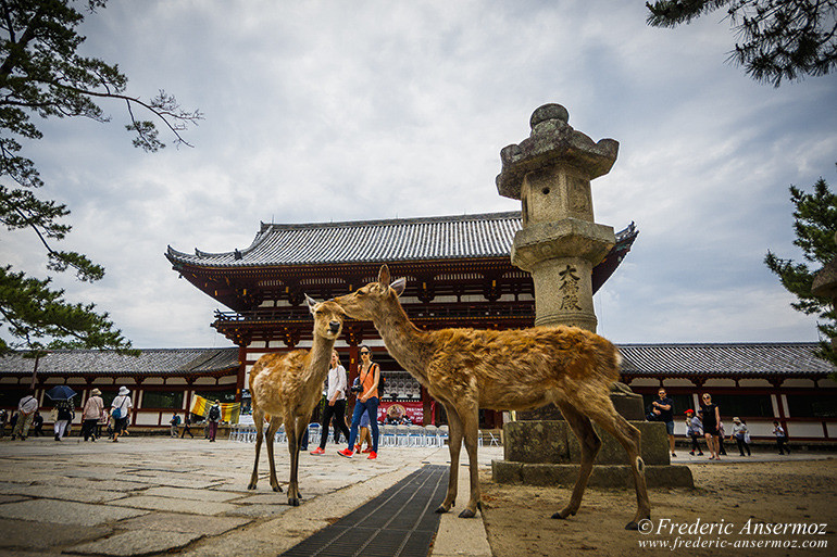 Nara todaiji temple 05