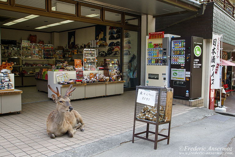 Nara todaiji temple 16