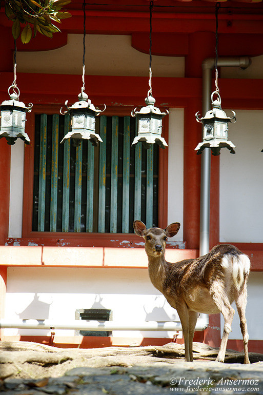 Nara todaiji temple 18