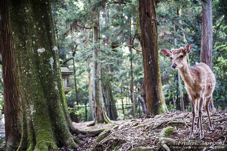 Nara todaiji temple 25