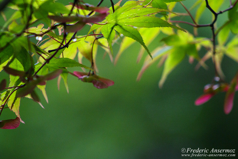 Nara temples 05