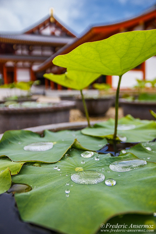 Nara temples 25