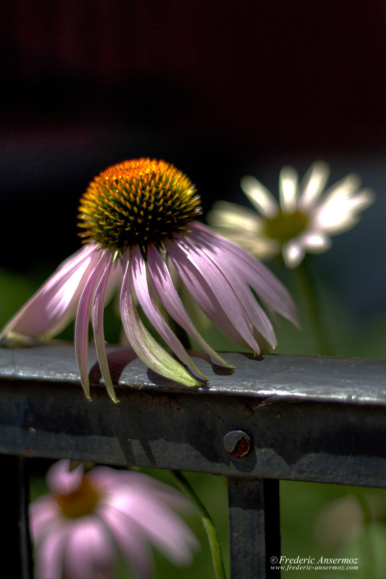 Flowers hdr