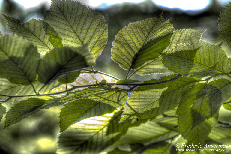 Foliage hdr