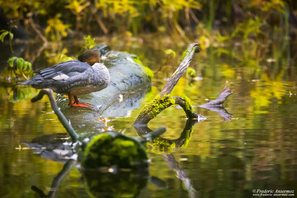 Common merganser / goosander (Mergus merganser), bird of Finland