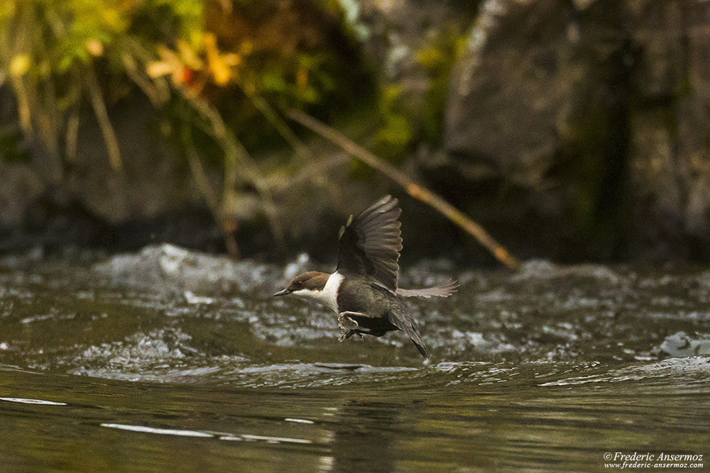 White-throated dipper in flight, bird of Finland, Cinclus cinclus