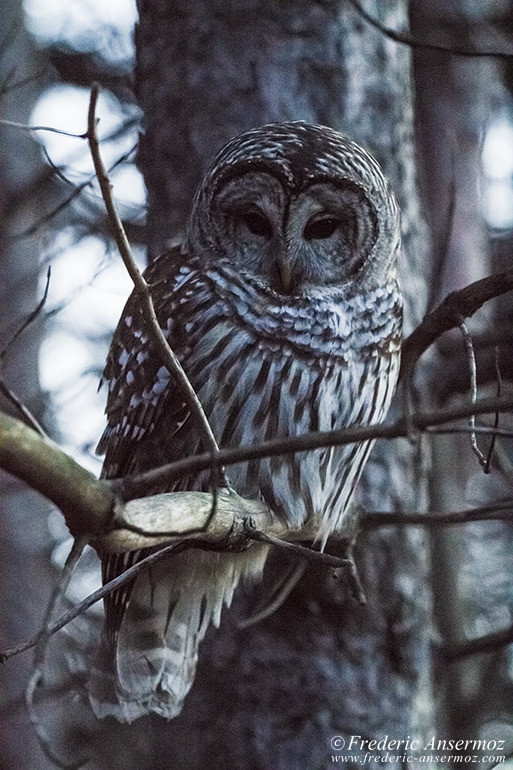 Barred owl branch