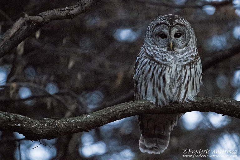 Barred owl