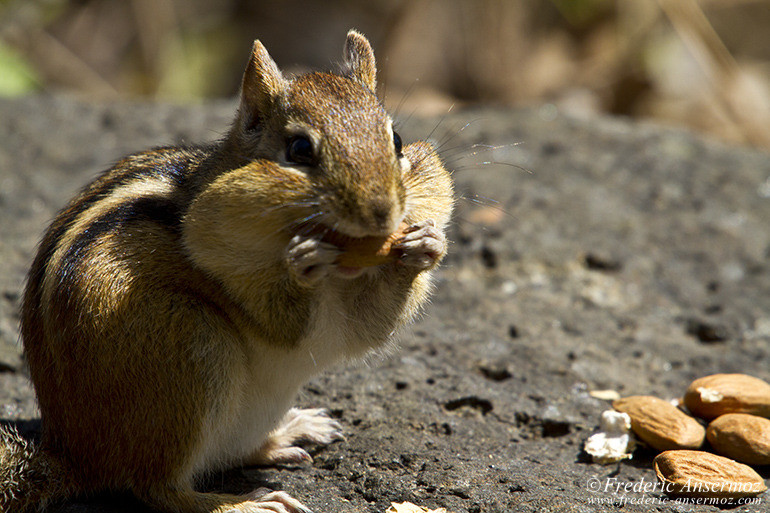 Chipmunk eating